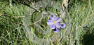 Flower purple flora plantlife wildflower