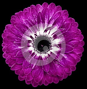 flower purple gerbera. Flower isolated on the black background. No shadows with clipping path. Close-up.