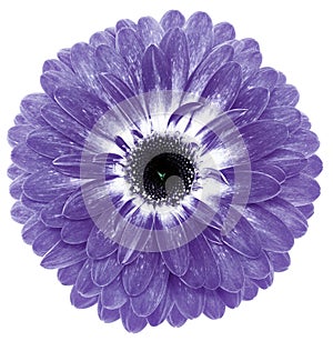 flower purple gerbera. Flower isolated on a white background. No shadows with clipping path. Close-up.