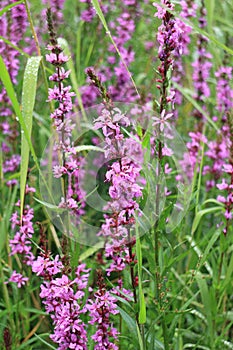 Flower purple grass crybaby dew drops