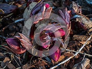 Flower Purple hellebore in early spring as soon as snow melts emerging from dry leaves on ground