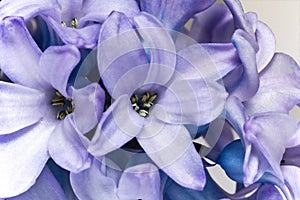 Flower of purple hyacinth isolated on white background - close up