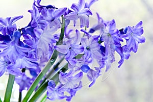 Flower purple hyacinth macro closeup