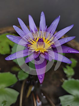 Flower purple indonesia embun teratai photo