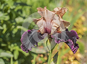 Flower purple iris.