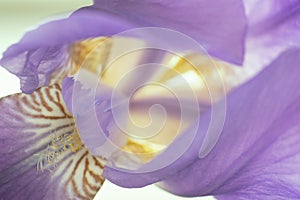 Flower of purple iris, closeup, beautiful background