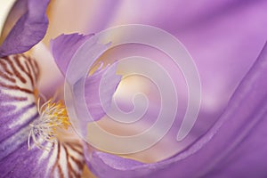 Flower of purple iris, closeup, beautiful background