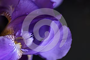 Flower of purple iris, closeup, beautiful background