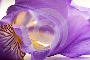 Flower of purple iris, closeup, beautiful background