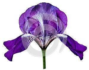 Flower purple iris. Isolated on a white background. Close-up. without shadows. For design. photo