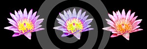 Flower purple lotus, Flower blue lotus, Flower red lotus isolated on black background with clipping path