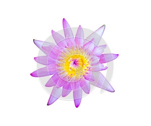 Flower purple lotus isolated on white background