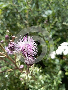 Flower of purple meadowgrass in broom