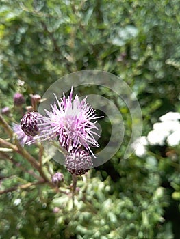 Flower of purple meadowgrass in broom photo