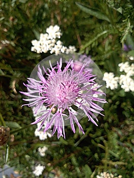 Flower of purple meadowgrass photo