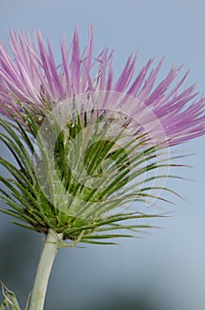 Flower of a purple milk thistle