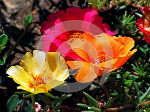 Flower, Purple, NazÙˆ Portulaca grandiflora