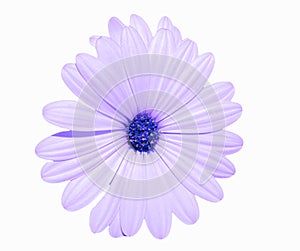 Flower in purple petals white background for artistic art