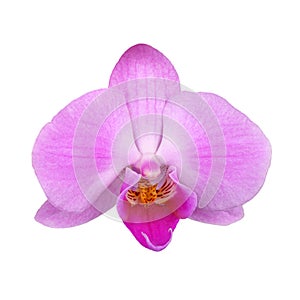 Flower of a purple Phalaenopsis orchid isolated