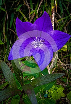 Flower purple starshape