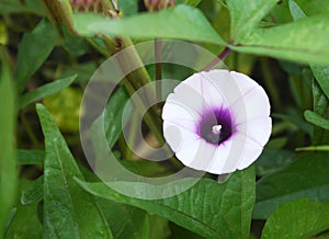 Flower purple from sweet potato on leaf background