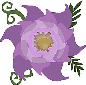 Flower in purple tone,plant for beauty,isolate on a white background