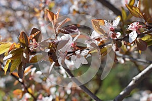 Flower purple tree spring green yellow macro nature background photo beautiful enjoy summer