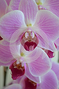 Flower purple violet orchid home cultivate