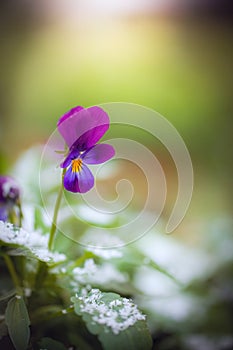 Flower of purple violet under snow