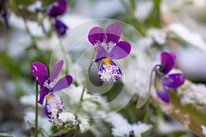 Flower of purple violet under snow