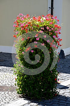 Flower pyramid in the urban environment in the pedestrian zone blooms red and white annuals this is a seasonal ornamental column