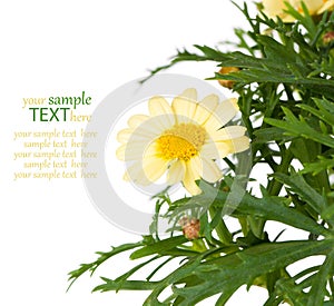 Flower Pyrethrum daisy, on white background