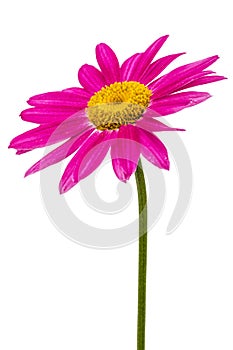 Flower of pyrethrum, isolated on white background