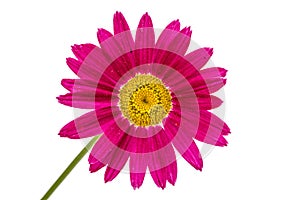 Flower of pyrethrum, isolated on white background