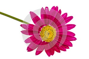 Flower of pyrethrum, isolated on white background