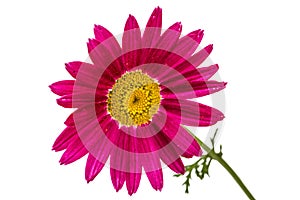 Flower of pyrethrum, isolated on white background