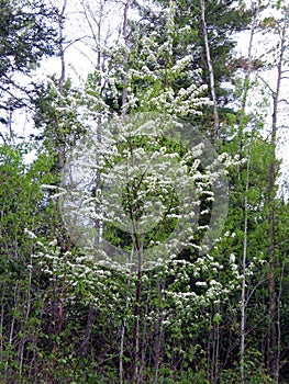 Flower in Quebec. Canada, north America. photo