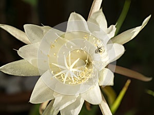 flower of Queen of the Night Epiphyllum oxypetalum