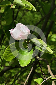 Flower of Quince tree, latin name Cydonia Oblonga