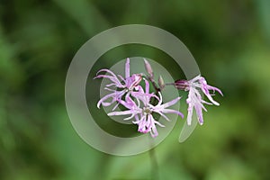Flower of a ragged-robin, Silene flos-cuculi