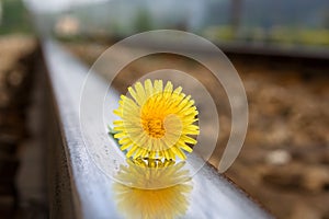 Flower on rail tracks