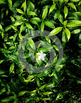 Flower after the rain