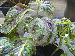 Flower after rain beautifull