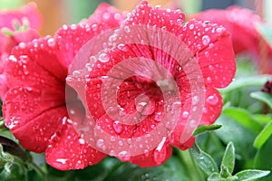 Flower after rain. Flower with raindrops. Flower on the rain.