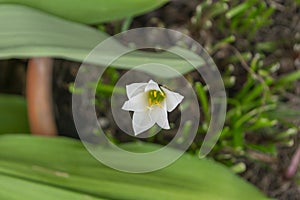 Flower (Rain Lily or Zephyranthes minuta Flower)
