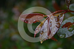 Flor después la lluvia Agua gotas 