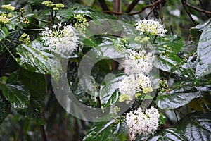 Flower after rain