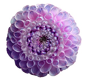 Flower rainbow violet dahlia. Dew on petals. White isolated background with clipping path. Closeup. no shadows.