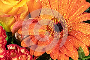 Flower. Raindrop. Drop. Macro. Daisy. Gerbera