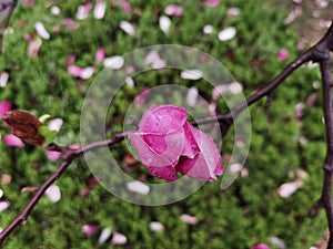 A flower with raindrop on the green leaves